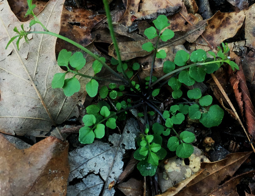 hairy bittercress