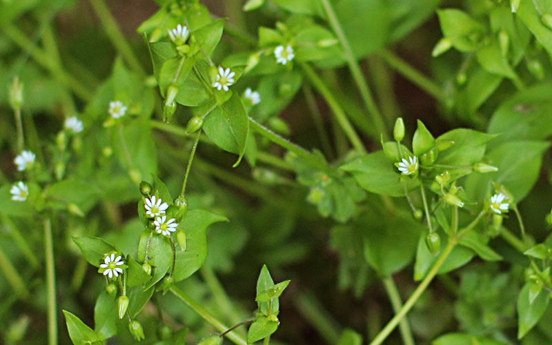 Chickweed flowers