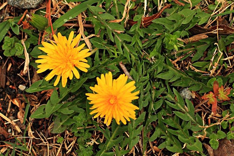 Dandelion flowers