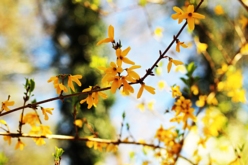 Forsythia