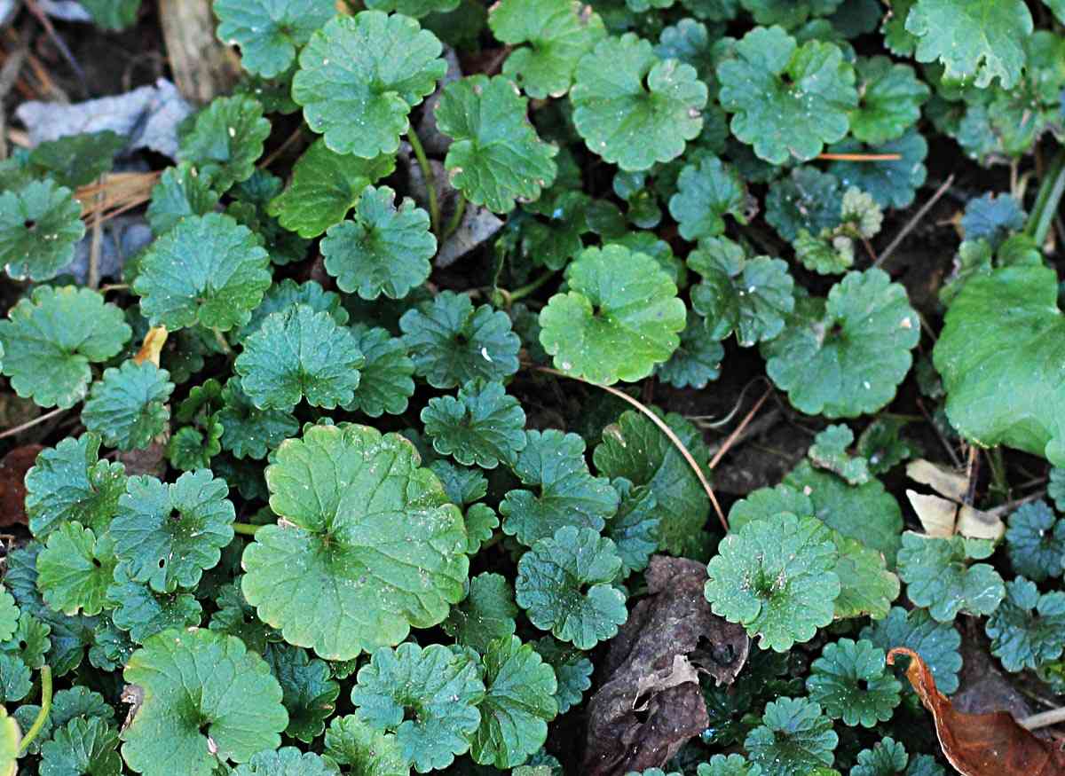 Ground Ivy