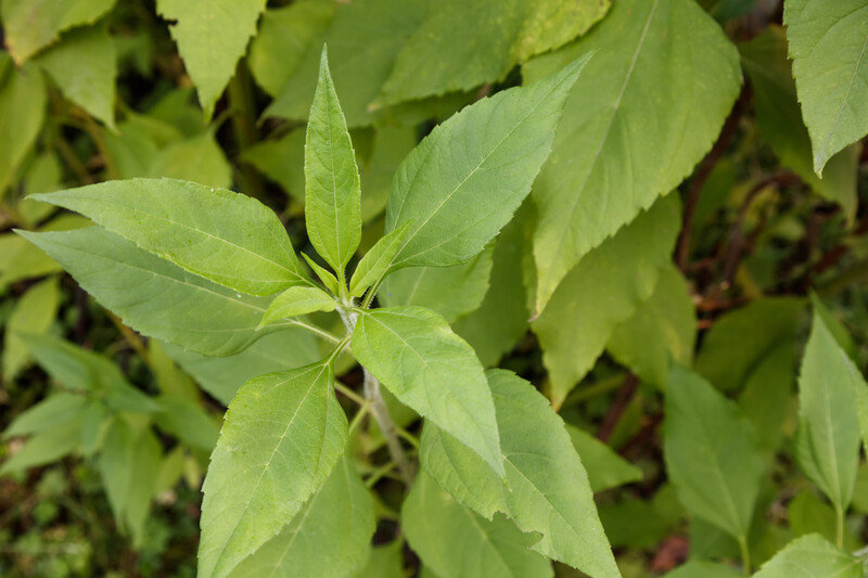 Jerusalem artichoke or sunchoke leaves