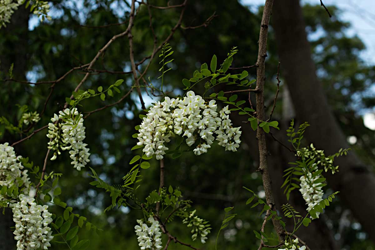 Black locust flowers