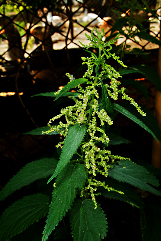 Stinging nettle flowers