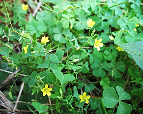 Wood Sorrel Foraging For Wild Edibles