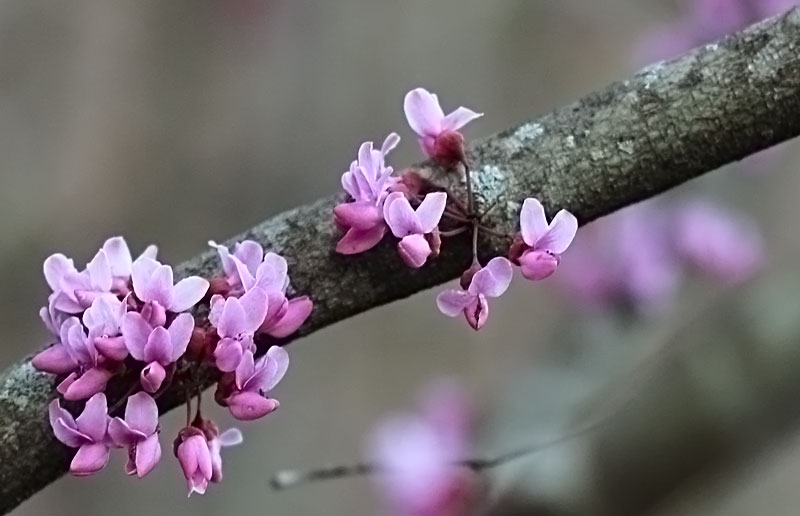 9 Edible Flowers