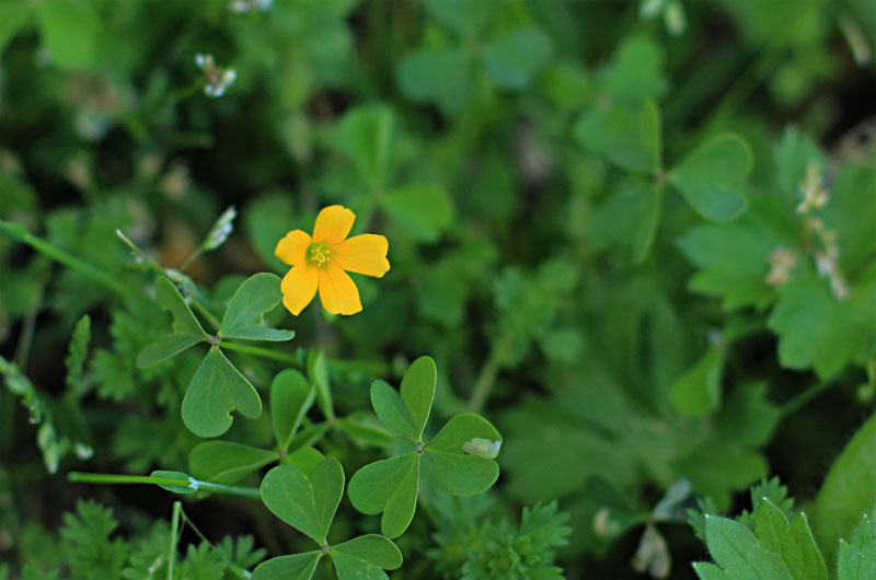 Wood sorrel flower