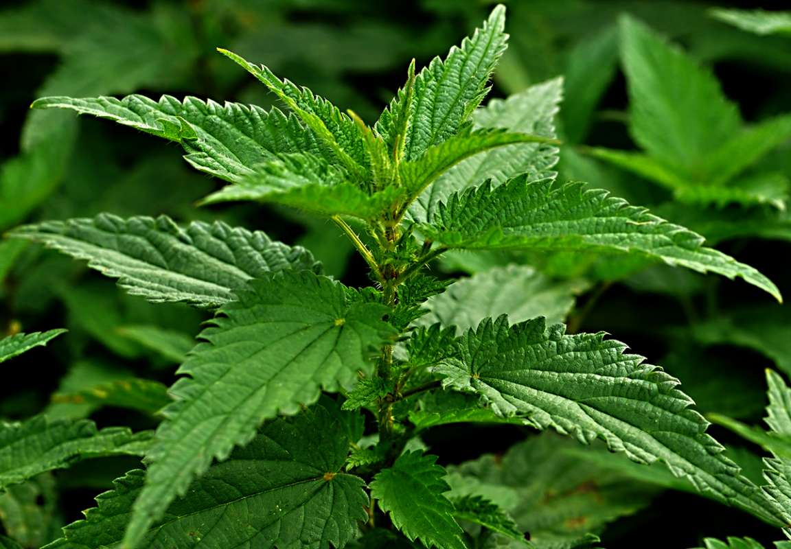 stinging nettle: where to find & how to identify