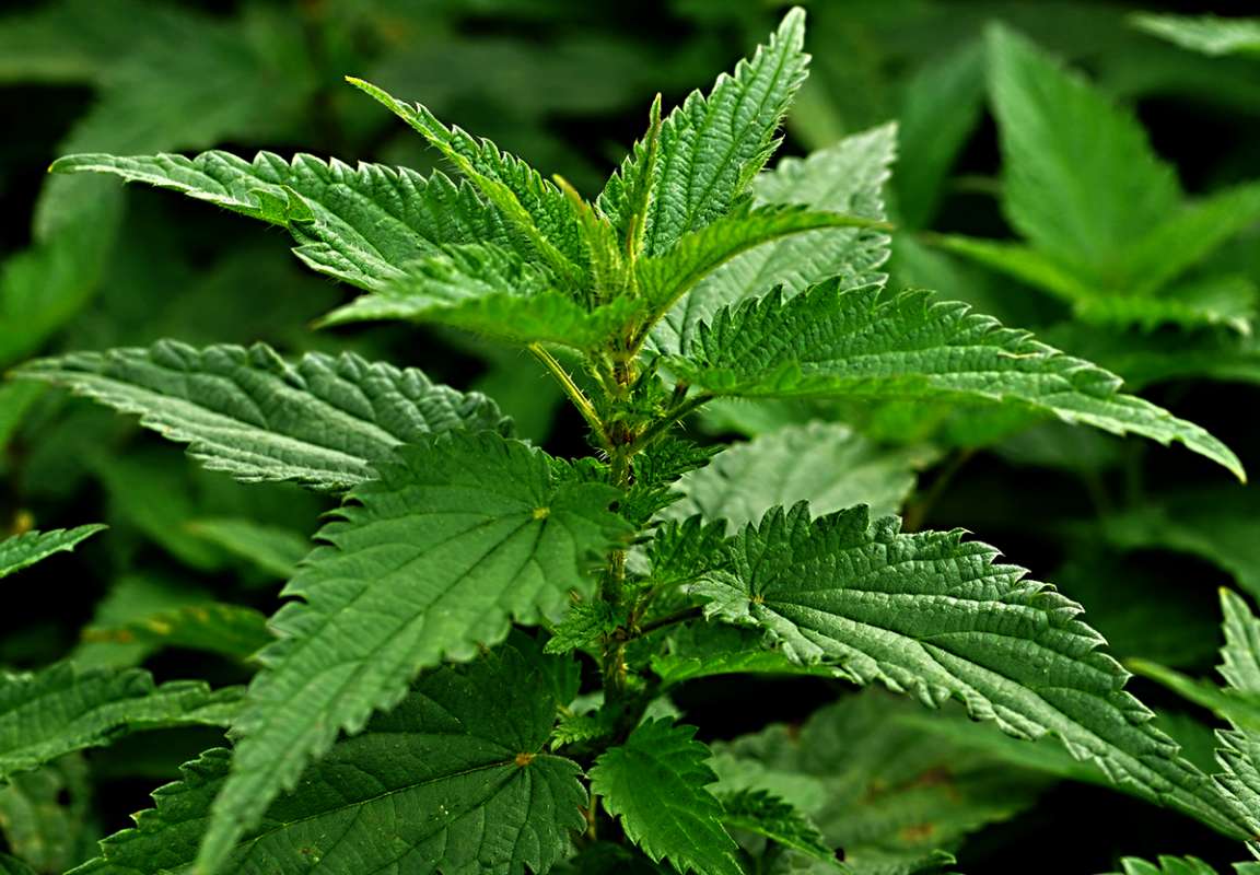 How to Grow and Care for Stinging Nettle