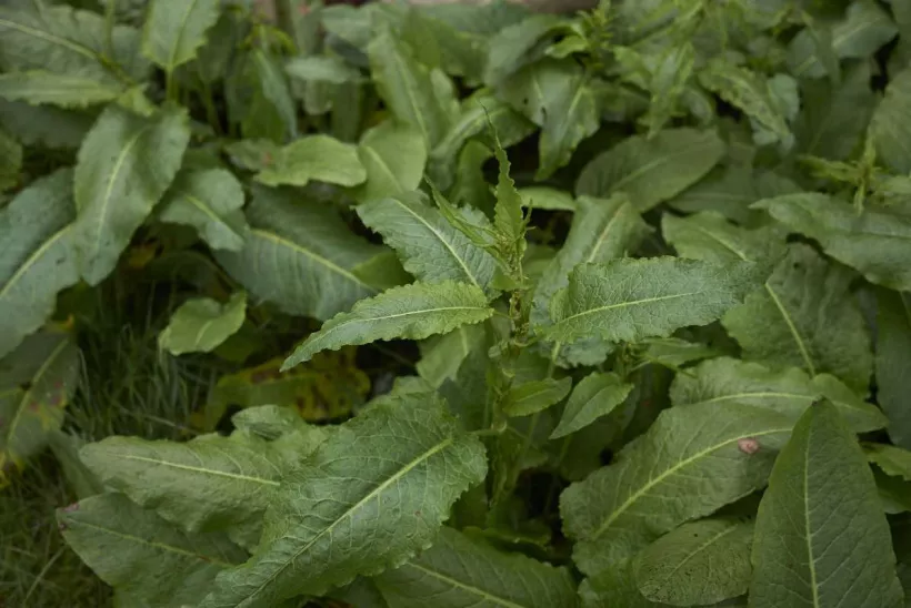 Curly dock (Rumex crispus) leaves