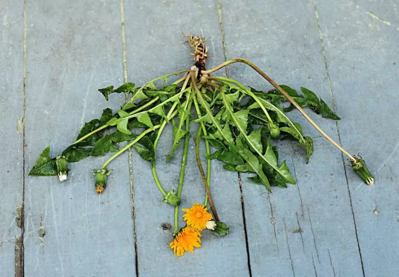 freshy dug dandelion with root