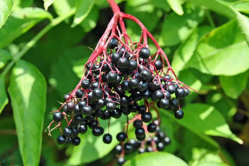 Elderberry cluster