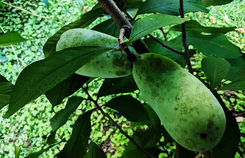 Pawpaws hanging from branch