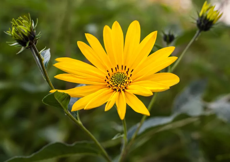 Jerusalem artichoke or sunchoke flower, Helianthus tuberosus