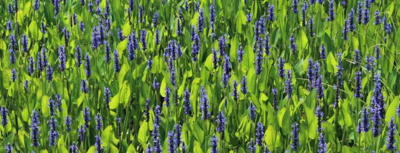 Pickerel Weed