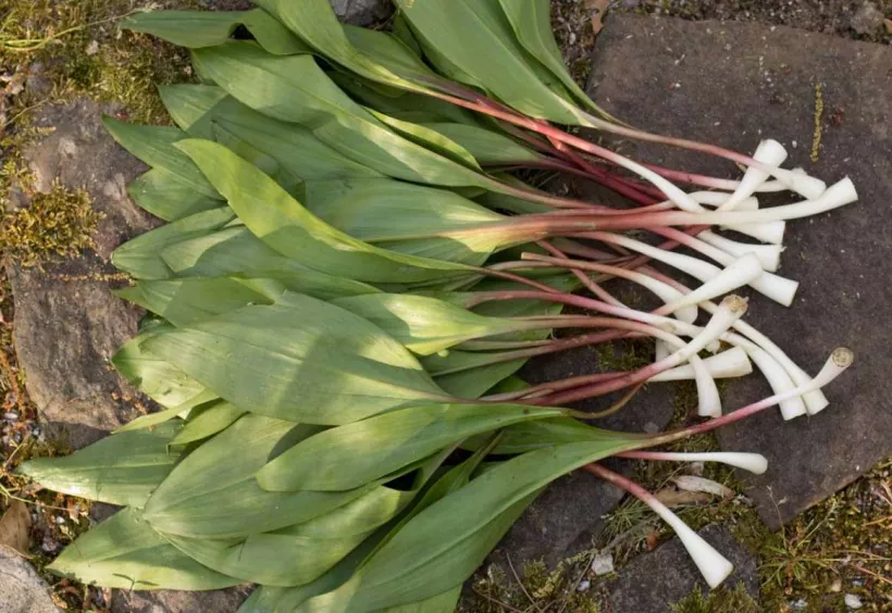 Wild Ramps