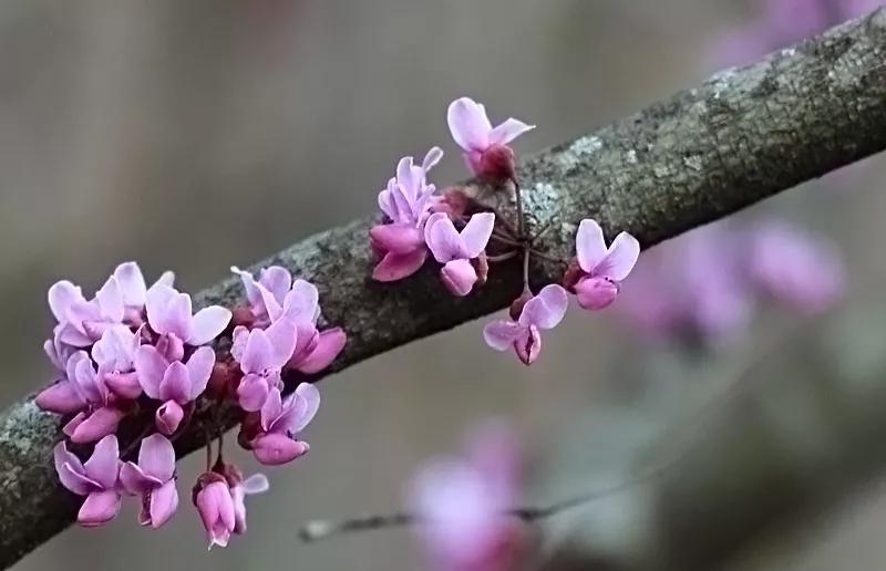 Redbud flowers