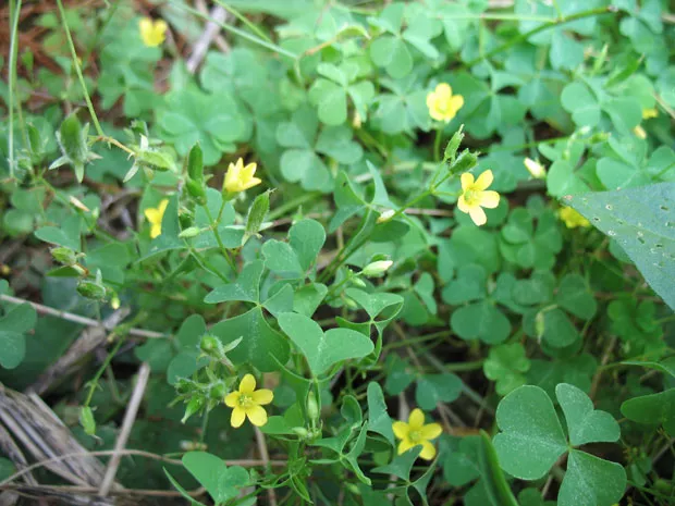 Wood sorrel