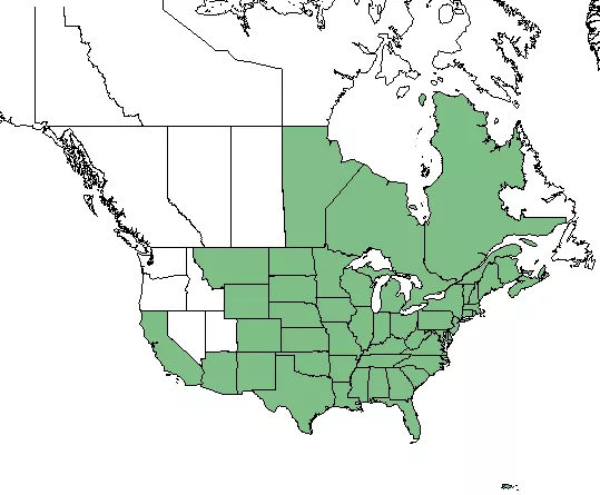 NRCS/PLANT database Common elderberry range map