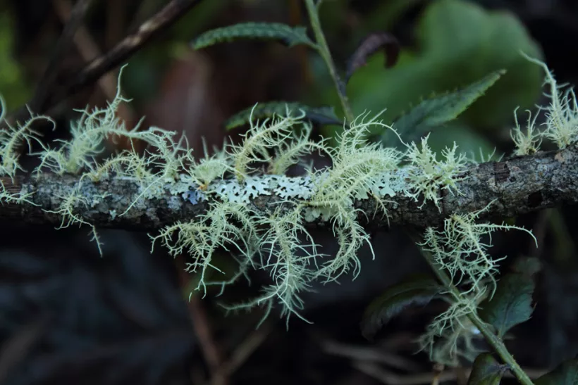 Usnea