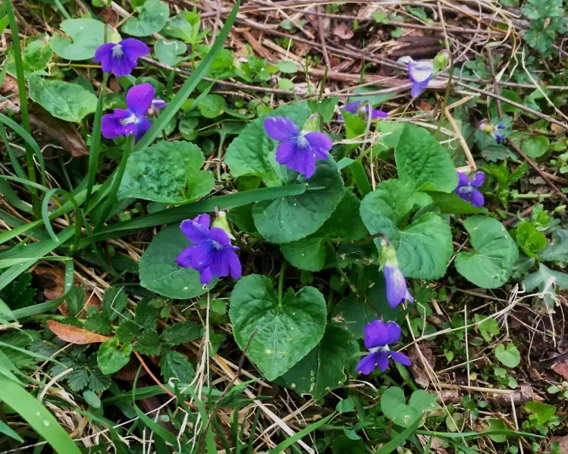 Common blue violets