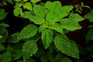 Amaranth or pigweed leaves