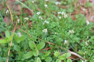 Bittercress flowers and siliques, or seed pods