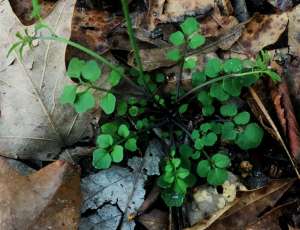 Hairy bittercress basal rosette