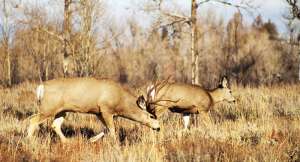 Buck and doe grazing