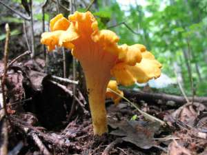 Golden chanterelle