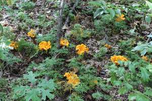 Chanterelle mushrooms growing with ground cedar