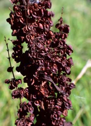 Curly dock: edible invasive weed