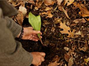 sustainably digging ramps