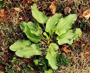 Curly Dock or Yellow Dock, Rumex crispus