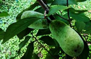 Pawpaws hanging from branch