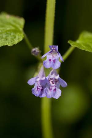 Ground ivy flowers