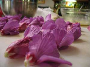 hibiscus flowers