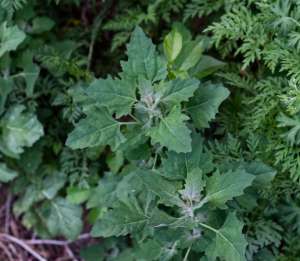 Lambsquarters