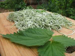 stinging nettle pasta