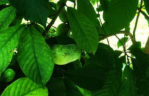 Pawpaw leaves