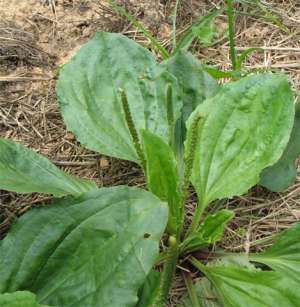 Rugel's plantain, Plantago rugelii