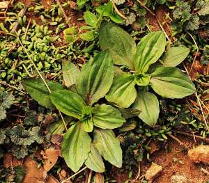 Plantago rugelii basal rosette