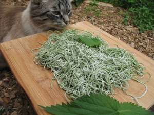 Stinging Nettle Pasta