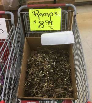 Ramps for sale at a local grocery store for $8.99/lb.