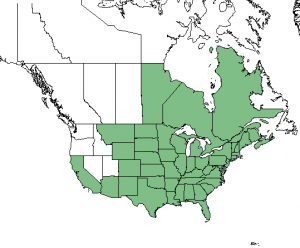 NRCS/PLANT database Common elderberry range map
