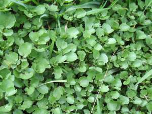 watercress (Nasturtium officinale)