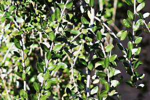 Yaupon holly (Illex vomitoria) leaves