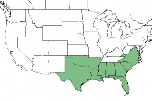 NRCS/PLANT database Yaupon holly range map