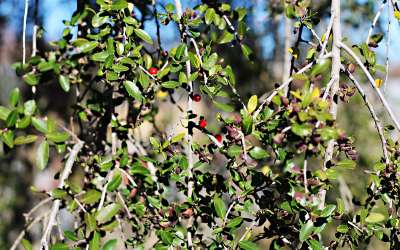 Yaupon holly with berries