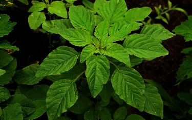 Amaranth or pigweed leaves